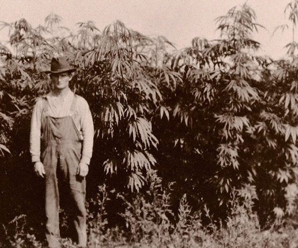 history-of-marijuana